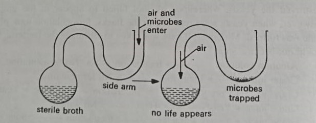 Swan-necked flask of Pasteur that finally solved the controversy of spontaneous generation